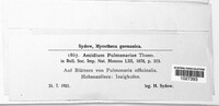 Aecidium pulmonariae image